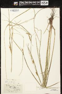 Carex vesicaria image