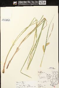 Carex vesicaria image