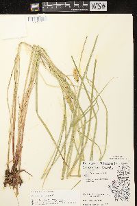 Carex vesicaria image