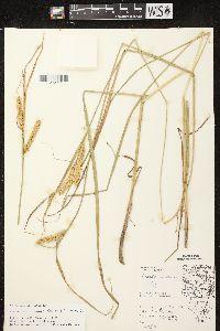 Carex vesicaria image