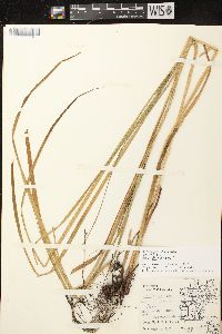 Carex vesicaria image