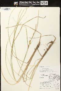 Carex vesicaria image