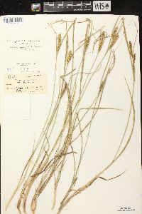 Carex vesicaria image