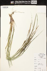 Carex vesicaria image