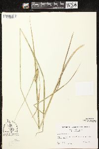 Carex vesicaria image