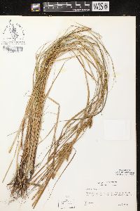 Carex vesicaria image