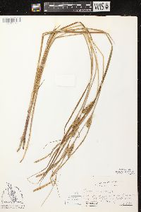 Carex vesicaria image