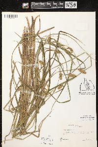 Carex vesicaria image