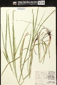 Carex vesicaria image