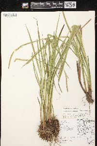 Carex vesicaria image