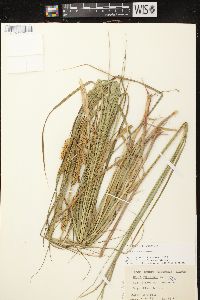 Carex vesicaria image