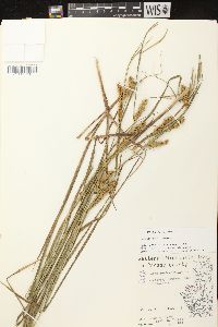 Carex vesicaria image