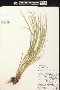 Carex vesicaria image