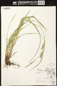 Carex vesicaria image