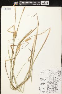 Carex vesicaria image