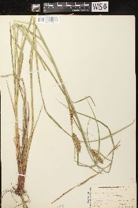 Carex vesicaria image