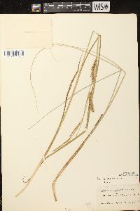 Carex vesicaria image