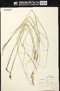 Carex sartwellii image