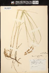 Carex sartwellii image