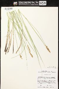 Carex sartwellii image