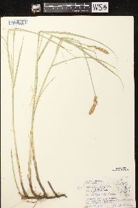 Carex sartwellii image