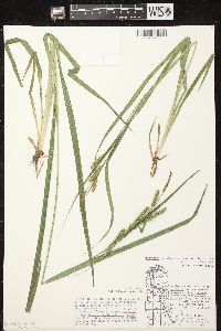 Carex scabrata image