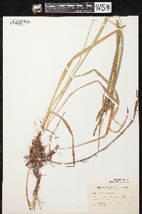 Carex scabrata image