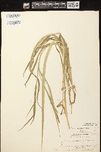 Carex scabrata image