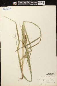 Carex scabrata image