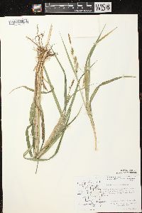 Carex scabrata image