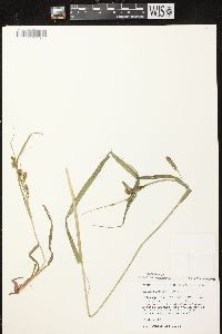 Carex scabrata image