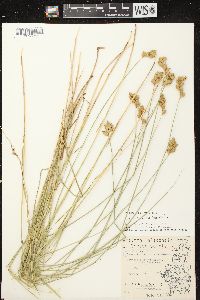 Carex scoparia var. scoparia image