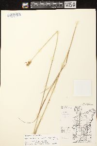 Carex scoparia var. scoparia image