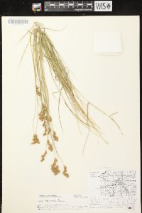 Carex scoparia var. scoparia image