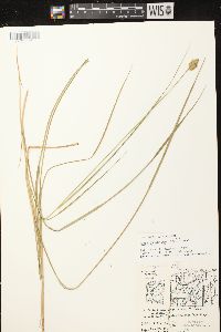 Carex scoparia var. scoparia image