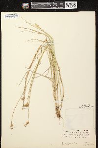 Carex scoparia var. scoparia image