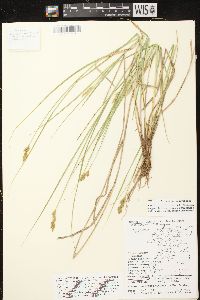 Carex scoparia var. scoparia image