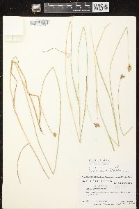 Carex scoparia var. scoparia image