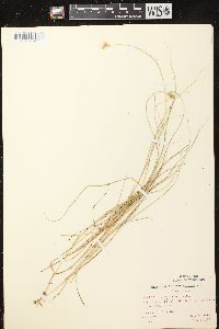 Carex scoparia var. scoparia image