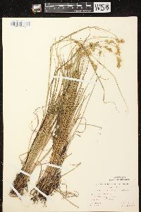 Carex scoparia var. scoparia image