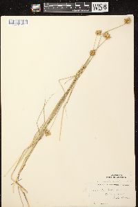 Carex scoparia var. scoparia image