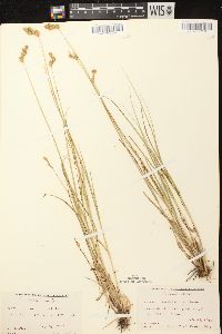 Carex scoparia var. scoparia image