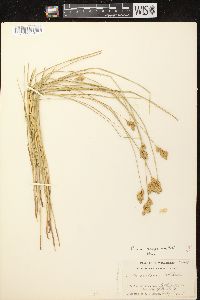 Carex scoparia var. scoparia image