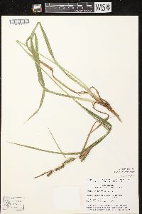 Carex scabrata image