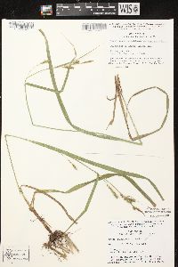 Carex scabrata image