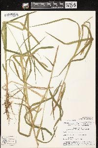 Carex scabrata image