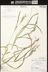 Carex scabrata image