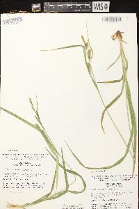 Carex scabrata image