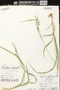 Carex scabrata image