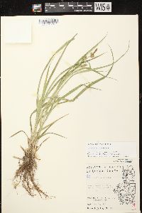 Carex scabrata image